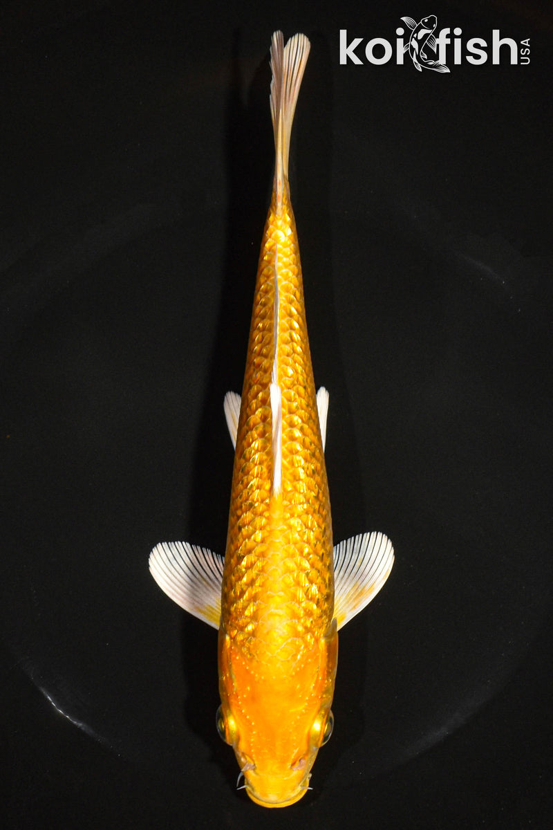7.5" GINRIN YAMABUKI OGON