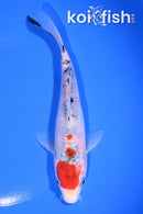 7.5" SANKE