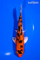 5.75" YAMATO NISHIKI