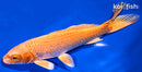 7" ORENJI OGON