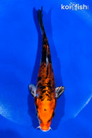 5.5" ARAGOKE HEISEI NISHIKI