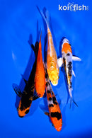 PACK OF (5) 4-5" STANDARD KOI