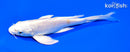 7.25" PLATINUM OGON BUTTERFLY
