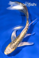 5" KIN KIKOKURYU BUTTERFLY