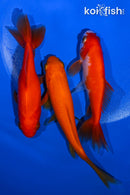 PACK OF (3) 4-4.75" WAKIN GOLDFISH