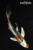 5" BENI KIKOKURYU BUTTERFLY