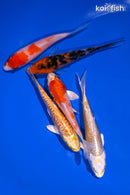 PACK OF (5) 4-4.25" STANDARD KOI