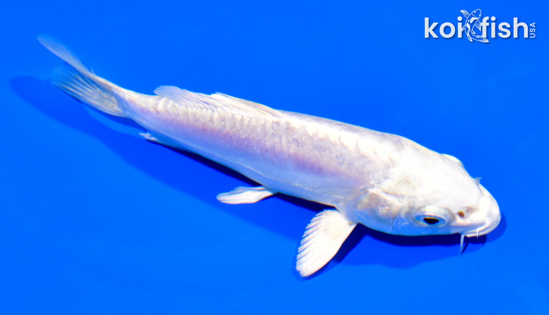 5.25" DOITSU PLATINUM OGON