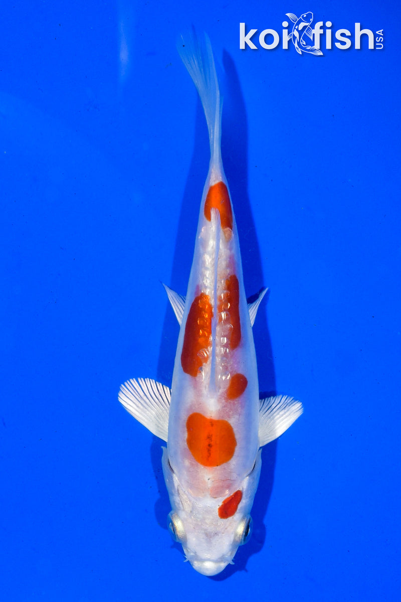 4.5" GINRIN KIKUSUI