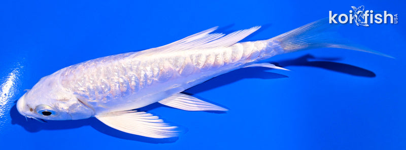 5.5" GINRIN ARAGOKE PLATINUM OGON BUTTERFLY