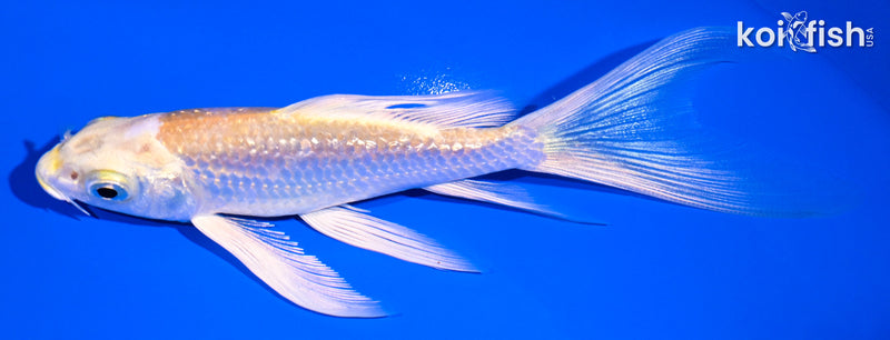 5.5" GINRIN YAMABUKI OGON BUTTERFLY