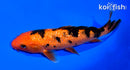6.75" GINRIN AKA BEKKO