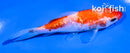 4" GINRIN KOHAKU