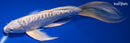 10" DOITSU PLATINUM OGON BUTTERFLY