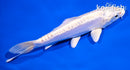 5.5" DOITSU PLATINUM OGON