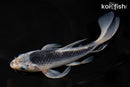 9" ASAGI BUTTERFLY