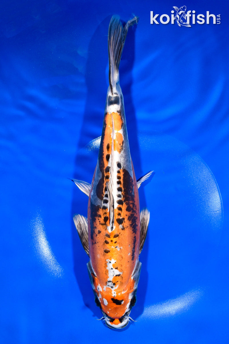 11.25" BENI KIKOKURYU