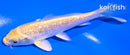 5" GINRIN YAMABUKI OGON