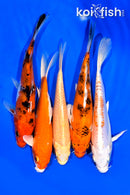 PACK OF (5) 5.75-6.25" STANDARD KOI