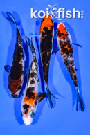 PACK OF (4) 4.25-4.5" MIXED STANDARD KOI
