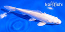 5.5" PLATINUM OGON