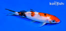 5.5" SANKE