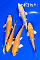 PACK OF (5) 3.75-4.75" STANDARD KOI