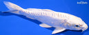 7" DOITSU PLATINUM OGON