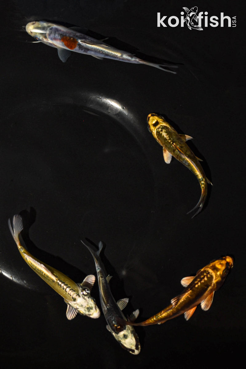 PACK OF (5) 3-4" STANDARD GHOST KOI