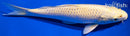 7.5" YAMABUKI OGON