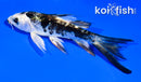4" KIKOKURYU BUTTERFLY