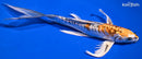 9.25" GINRIN DOITSU KUJAKU BUTTERFLY