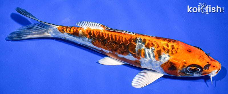 7.5" BENI KIKOKURYU