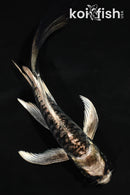 5" ARAGOKE KIKOKURYU BUTTERFLY