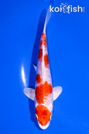 6" KIKUSUI
