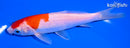 5.75" KOHAKU