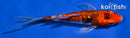 5" GINRIN YAMATO NISHIKI BUTTERFLY