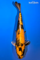 11.5" KIN HI UTSURI