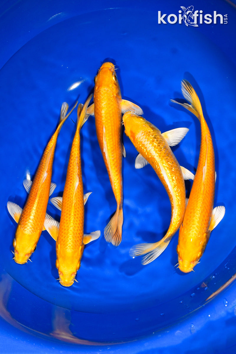PACK OF (5) 6.75"-7.75" OGON KOI