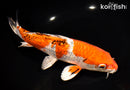 9.25" GINRIN YAMATO NISHIKI