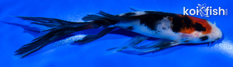 5.5" SANKE BUTTERFLY