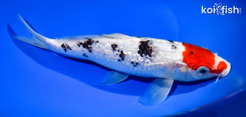 9.25" GINRIN SANKE