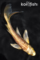 5" GINRIN YAMABUKI OGON BUTTERFLY