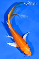 6" ORENJI OGON BUTTERFLY