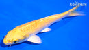 5" YAMABUKI OGON
