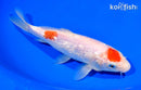 7" GINRIN MARUTEN KOHAKU