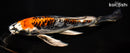 9.75" BENI KIKOKURYU BUTTERFLY