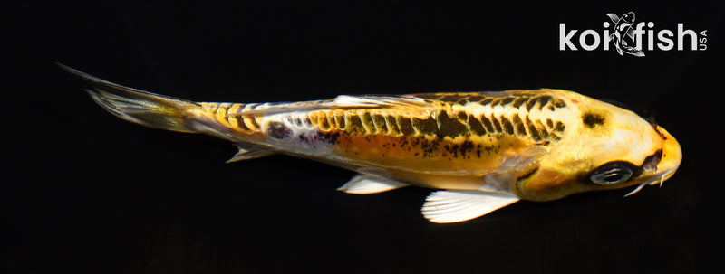 5.25" KIN KIKOKURYU