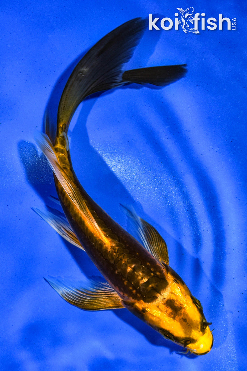 6" BENI KIKOKURYU BUTTERFLY