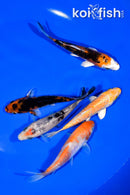 PACK OF (5) 3.75-4" STANDARD KOI
